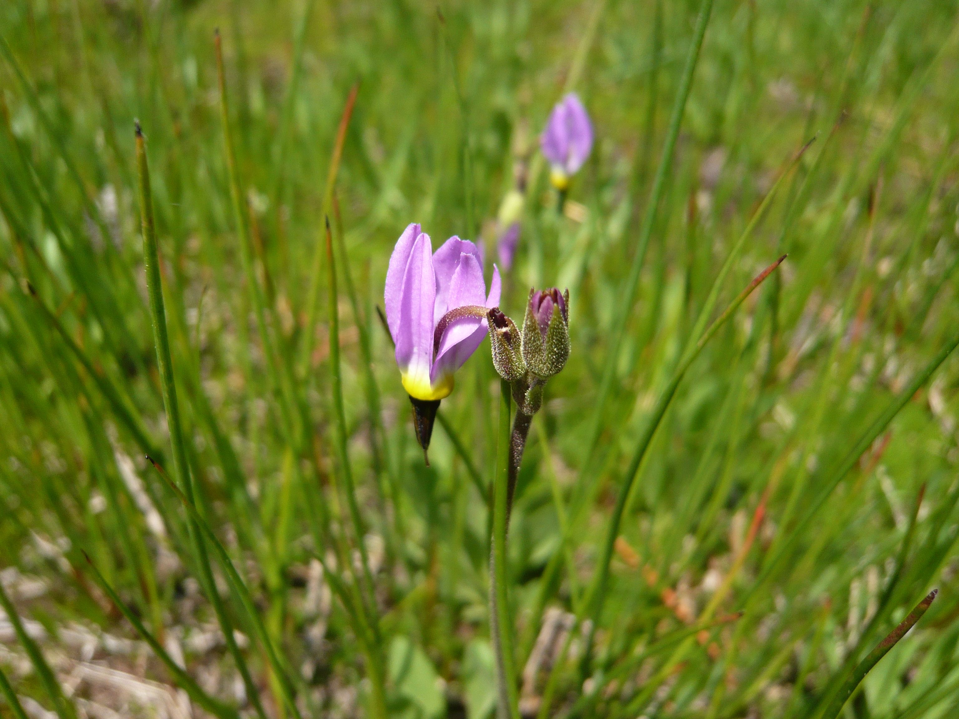 シューティングスター