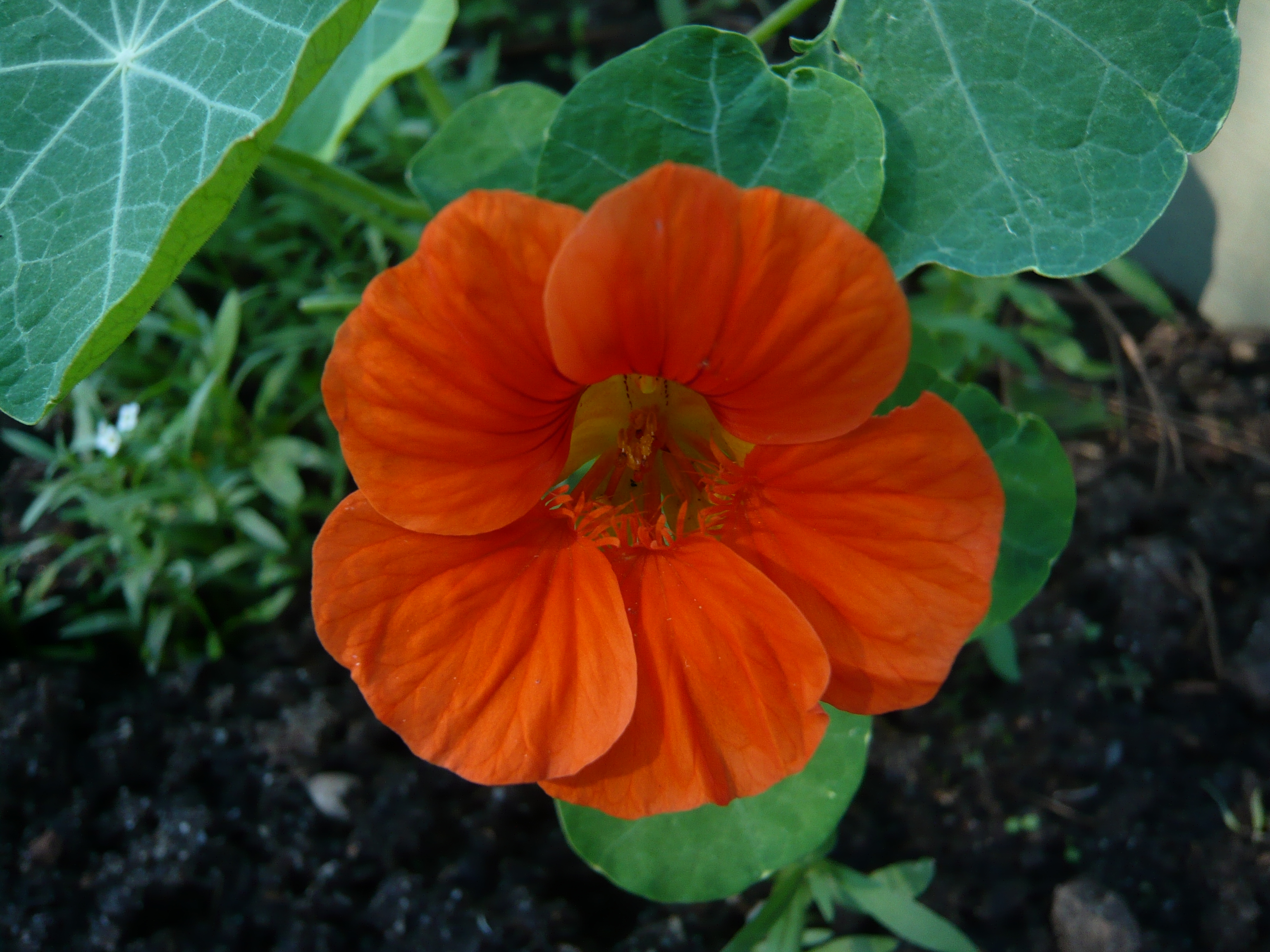 ナスターシアム（金蓮花）の元気なオレンジ色の花